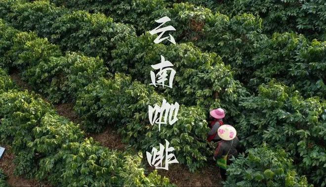 ：彩云之南的馥郁传奇ky开元棋牌云南咖啡(图19)